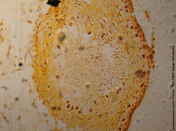 K005a 10x.JPG